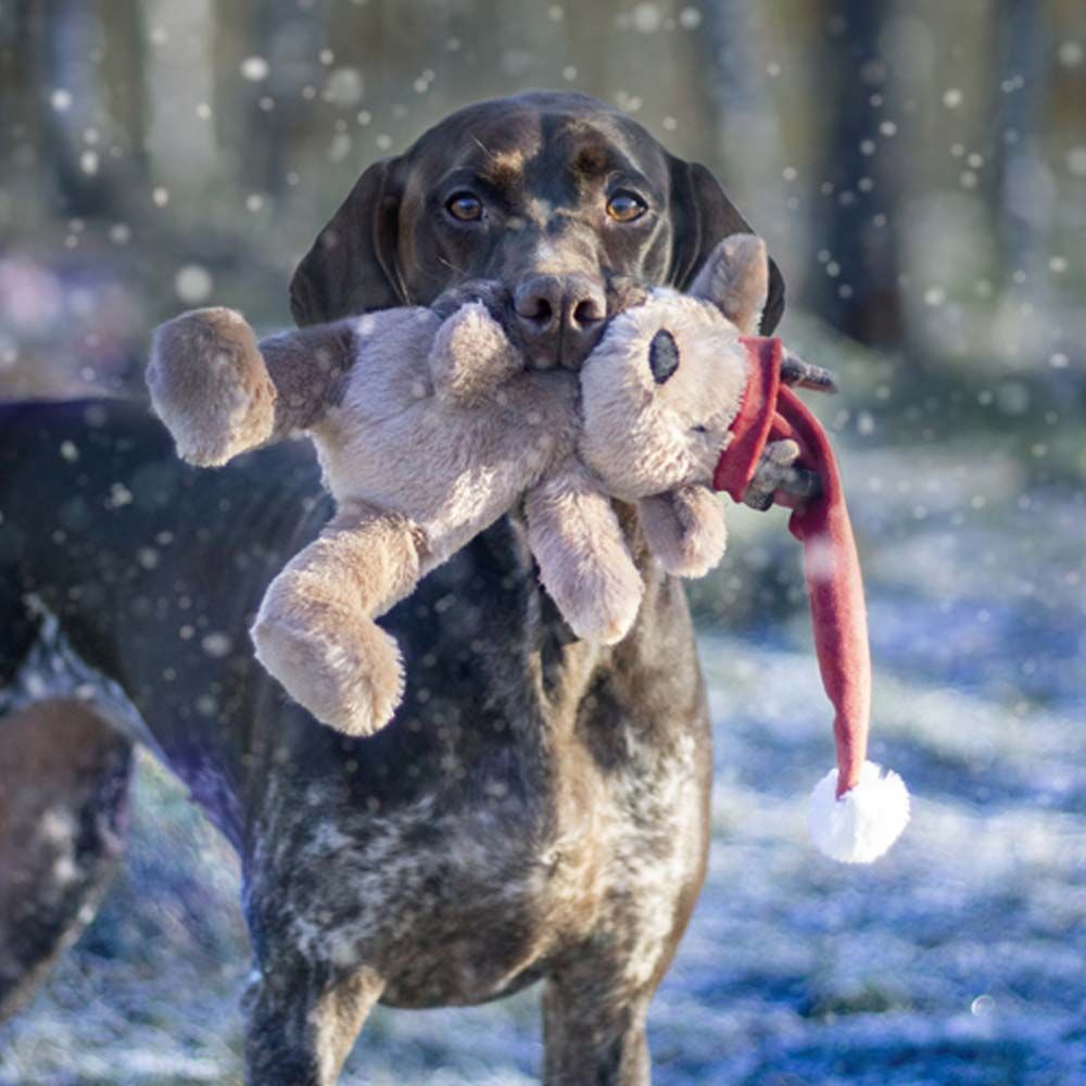 Cupid & Comet Brad The Bear Dog Toy