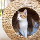 Great&Small Snuggle&Scratch Globe Bed Scratcher - Walkies Pet Shop