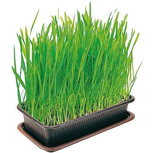 Vitakraft Cat Grass